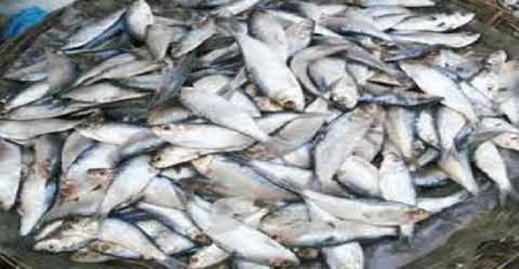 জাটকা সংরক্ষণ সপ্তাহ শুরু