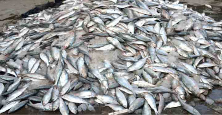 মেহেন্দিগঞ্জে দেড়শ মণ জাটকা জব্দ