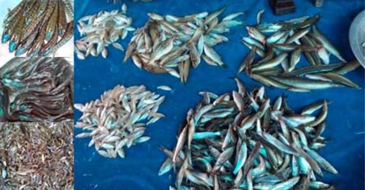 জয়পুরহাট থেকে হারিয়ে যাচ্ছে দেশি প্রজাতির মাছ