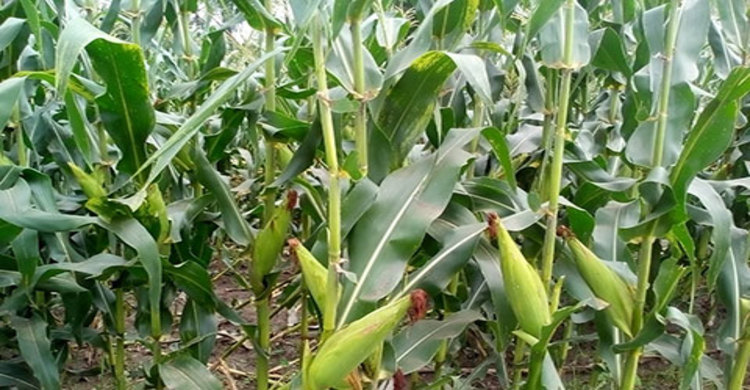 জয়পুরহাটে ভুট্টার বাম্পার ফলনের সম্ভাবনা 