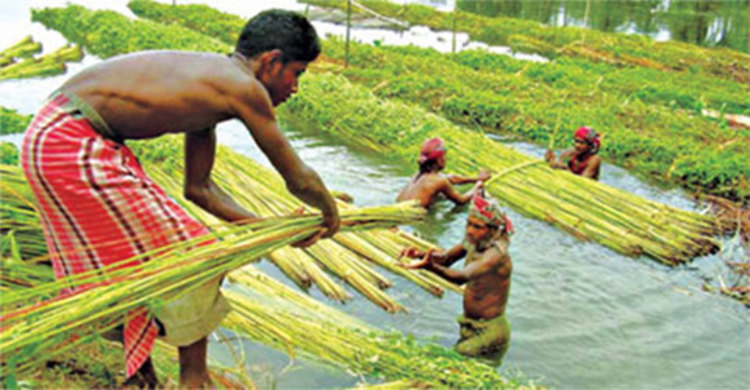 উত্তরাঞ্চলে পাট উৎপাদনের লক্ষ্যমাত্রা নির্ধারণ