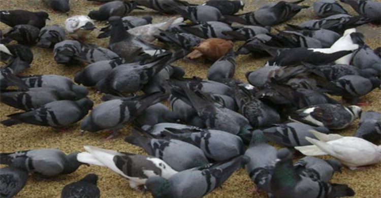কমলনগরে কবুতর নিয়ে আতঙ্কে চাষিরা