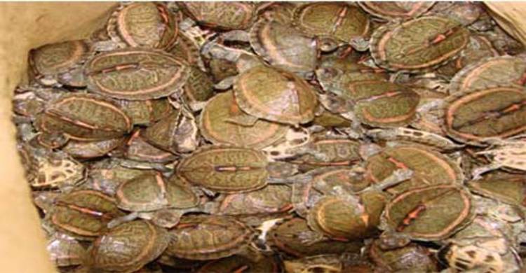 বেনাপোলে বিরল প্রজাতির ৩৬১টি কচ্ছপ উদ্ধার