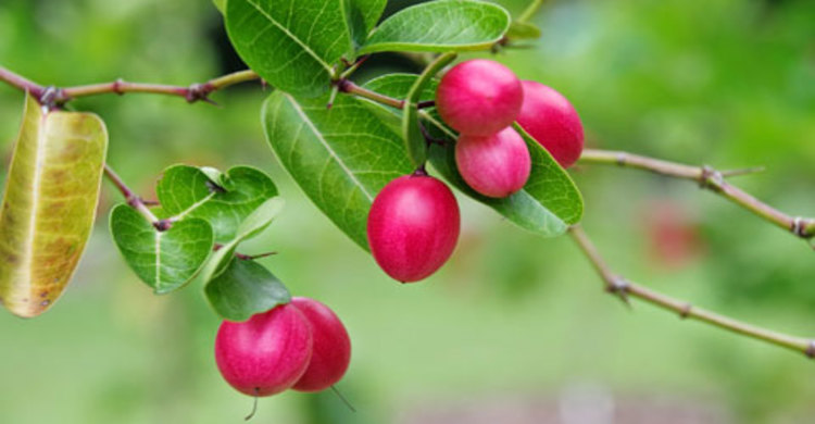 করমচা কেন খাবেন