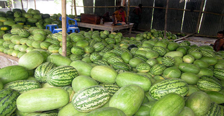 কোটালীপাড়ায় তরমুজের বাম্পার ফলন: বাজার মন্দা