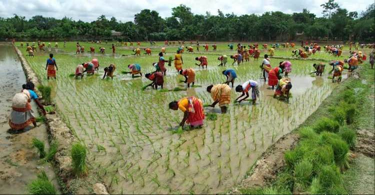 মধ্যম আয়ের দেশ হতে কৃষিতে ৪ শতাংশ প্রবৃদ্ধি প্রয়োজন
