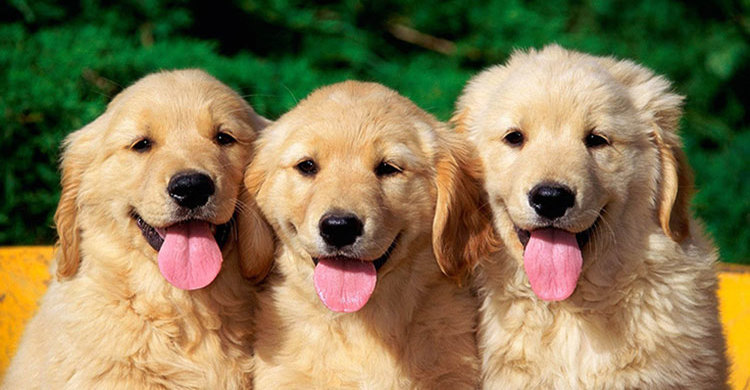 কুকুর কামড়ালে দুই লাখ!