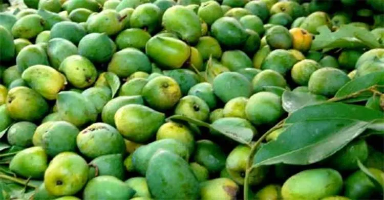 ইউরোপের বাজারে বাড়ছে আম রফতানির সম্ভাবনা
