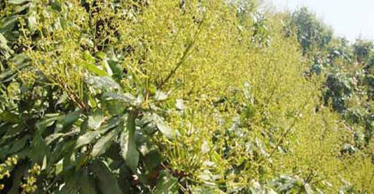 লিচুর মুকুলে ছেঁয়ে গেছে দিনাজপুর 