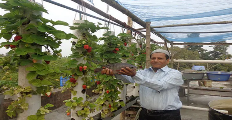 বাকৃবিতে অর্গানিক শাক-সবজি চাষে সফলতা