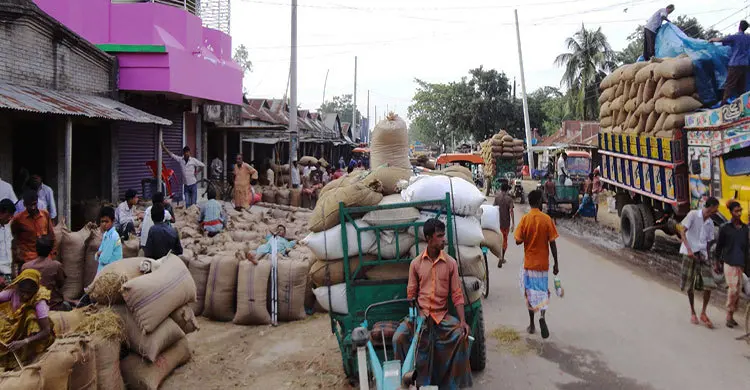 বোরো ধানের বাম্পার ফলন: ন্যায্যমূল্য বঞ্চিত কৃষক