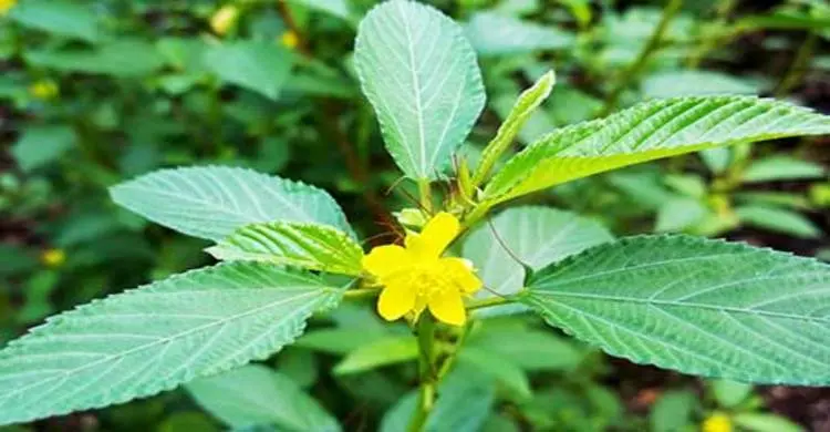 পাটশাকের পুষ্টিগুণ