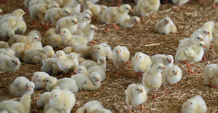 জয়পুরহাটে হ্যাচারি শিল্প হুমকির মুখে