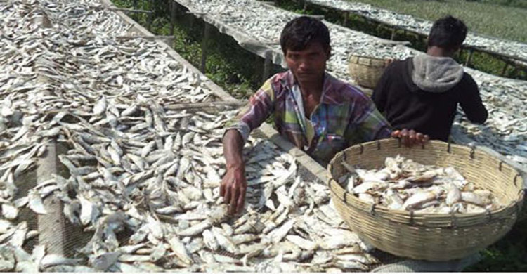 পিরোজপুরের পাড়েরহাটে সম্ভাবনাময় শুঁটকি পল্লী