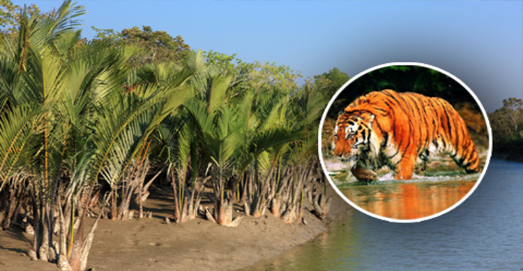 সমুদ্র গর্ভে হারিয়ে যেতে পারে সুন্দরবন
