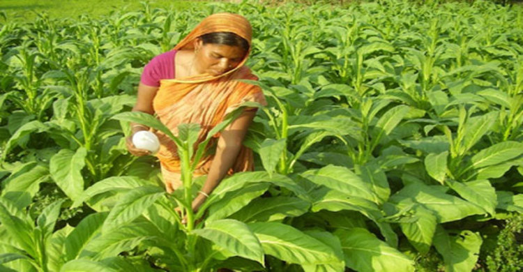 তামাকের কারণে কুষ্টিয়া-ঝিনাইদহে বাড়ছে যক্ষা রোগী
