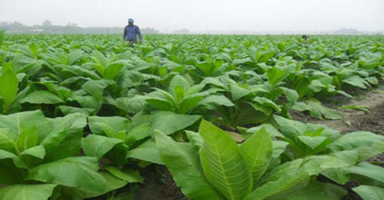 ফরিদপুরের বিস্তীর্ণ এলাকা জুড়ে তামাকের চাষ