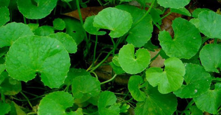 থানকুনি পাতার যত গুণ 