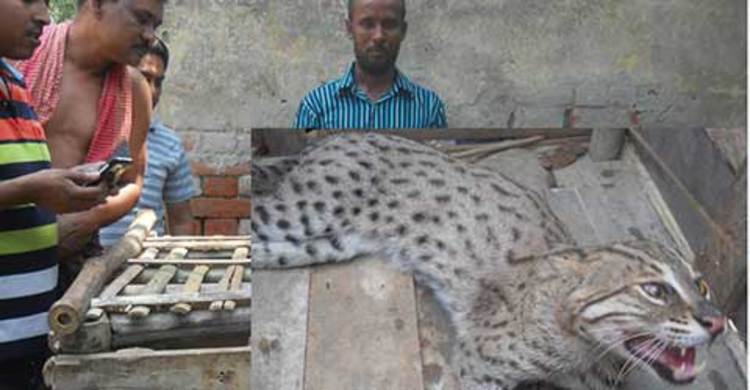 বেনাপোলে ভারতীয় বাঘ আটক