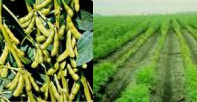 কৃষকের ৩০ মণ সয়াবিন লুট