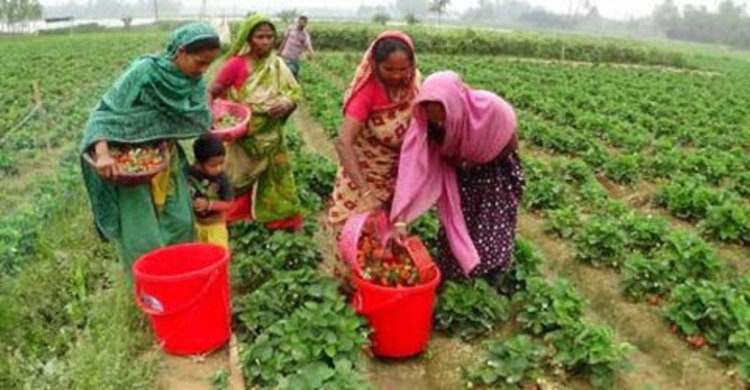 মাঠ ও গৃহভিত্তিক কৃষিকাজে নারীর অংশগ্রহণ বাড়ছে