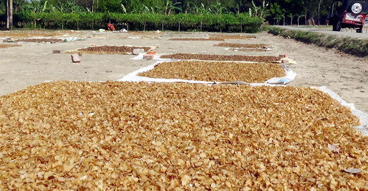 আলুর চিপস ঘুরিয়েছে তাদের অর্থনীতির চাকা