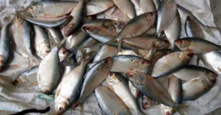 বরিশালে ৫০ মণ জাটকা আটক 