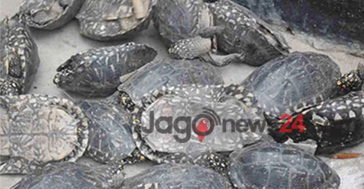 বেনাপোলে বিরল প্রজাতির কচ্ছপ উদ্ধার
