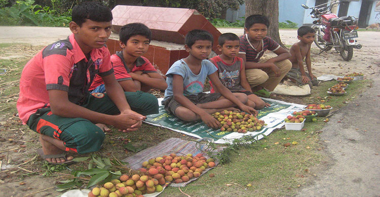 ঝরে পড়া লিচুতেই হচ্ছে ওদের জামাকাপড়
