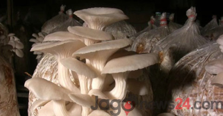 মাগুরার মাশরুম যাচ্ছে দেশ-বিদেশের বাজারে