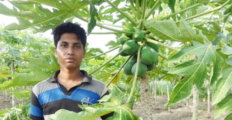 পেঁপে চাষ করে সাবলম্বী ঝিকরগাছার মহসিন