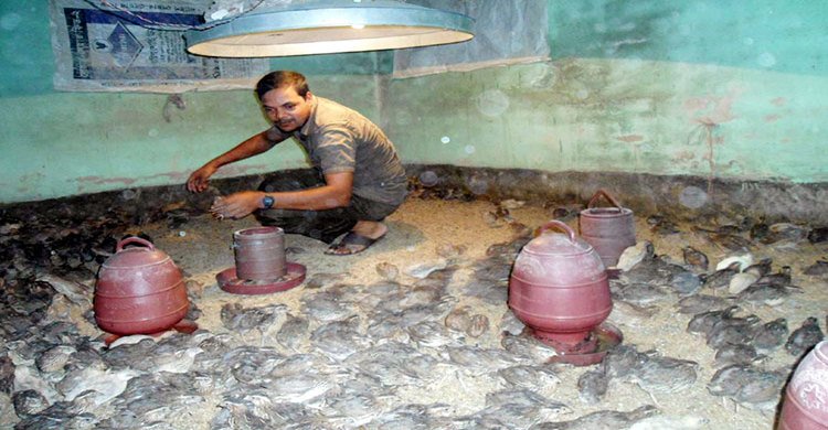 কোয়েল পাখি পালন করে স্বাবলম্বী হোসেন আলী