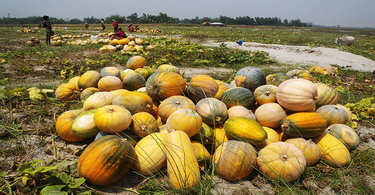 তিস্তার চরে মিষ্টি কুমড়ার বাম্পার ফলন