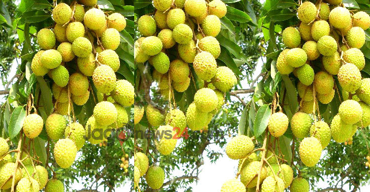 সোনারগাঁয়ের লিচু দিয়েই শুরু হয় লিচুর মৌসুম