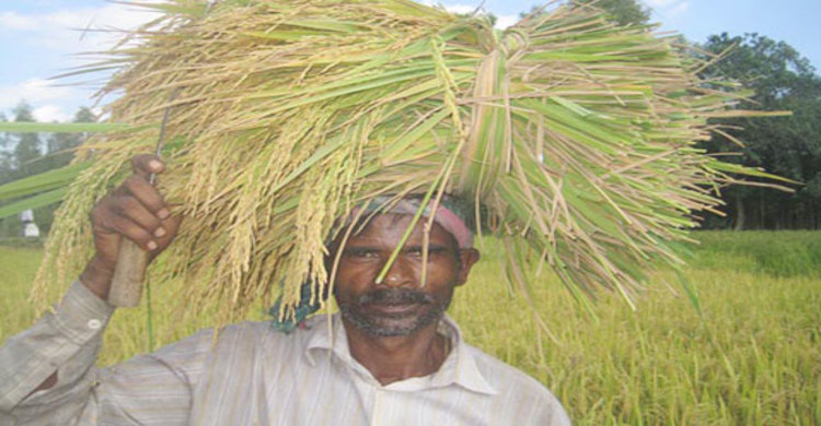 ফলন ভালো হলেও দাম না পেয়ে হতাশ কৃষক