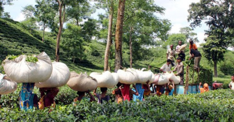 চুনারুঘাটে চা শ্রমিকদের বিভিন্ন দাবিতে কর্মবিরতি