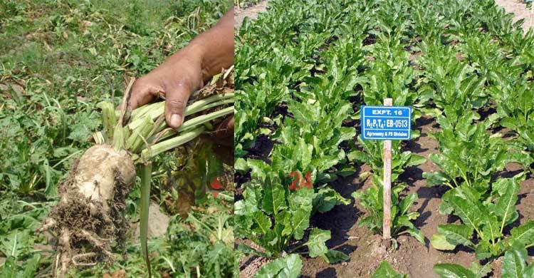 সুগারবিট থেকে চিনি উৎপাদন করবে ঠাকুরগাঁও সুগার মিল