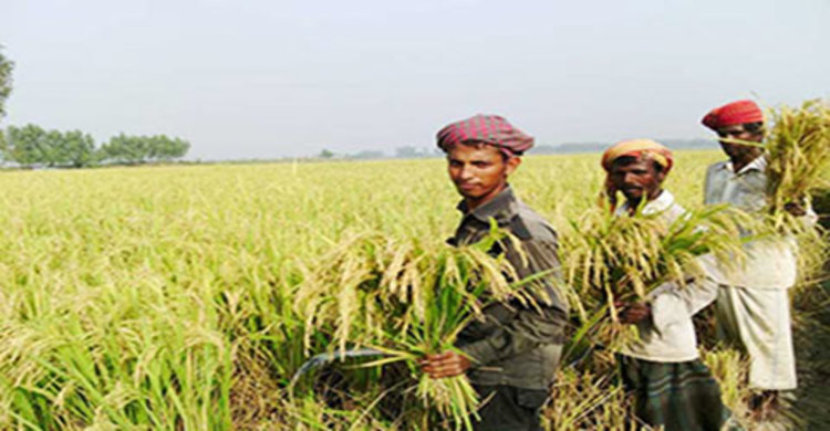 ঝালকাঠিতে ধান চাল সংগ্রহ করতে পারেনি খাদ্য অধিদফতর