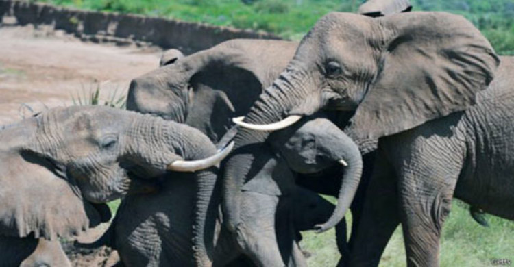 হাতি না মেরে বিক্রি করে দিল জিম্বাবুয়ে