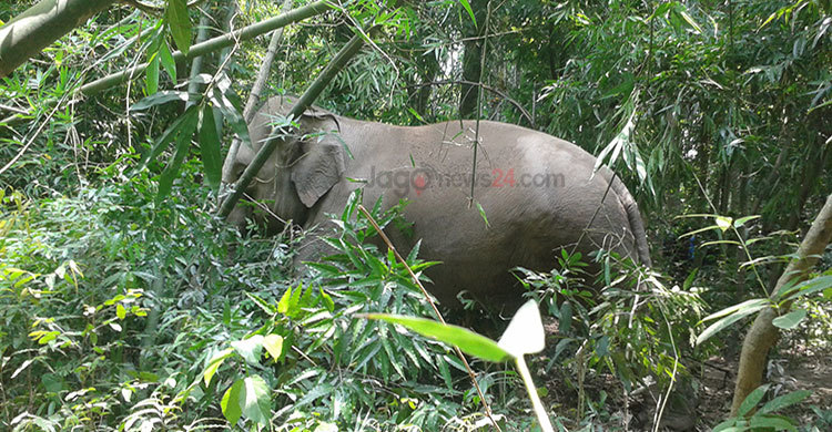 বাগেরহাটে সার্কাসের হাতির আক্রমণে নিহত ৩