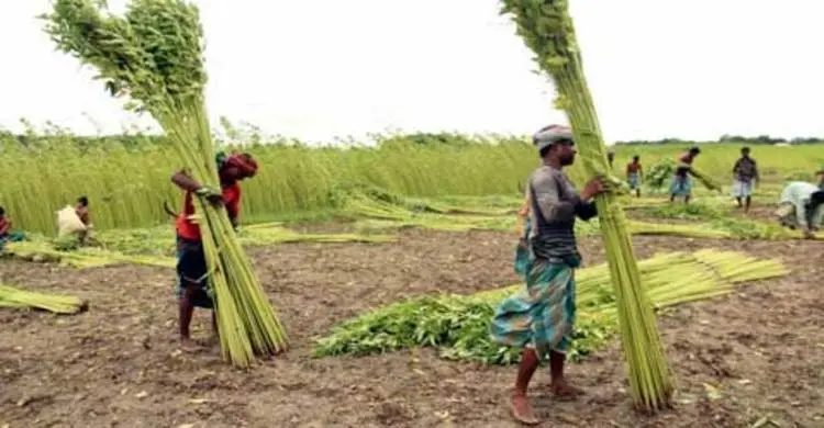 খুলনা থেকে কাঁচা পাট রফতানি কমেছে ৭০ শতাংশ