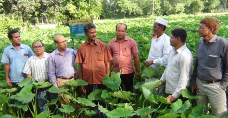 কুড়িগ্রামে কন্দাল ফসল উন্নয়ন প্রকল্পের মাঠ দিবস
