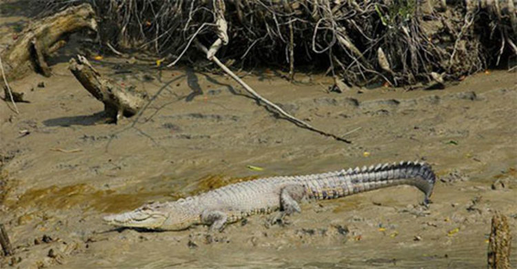 বাঘের পর সুন্দরবনে হচ্ছে কুমির গণনার কাজ
