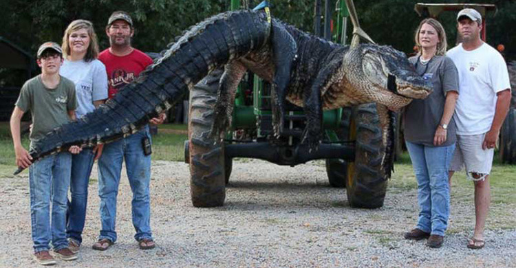 বিশ্বের সবচেয়ে বড় কুমির (দেখুন ছবিতে)