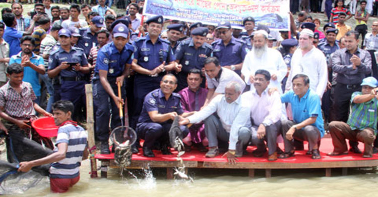 ব্র‏‏হ্ম‏পুত্র নদে মাছের ২০ হাজার পোনা অবমুক্ত