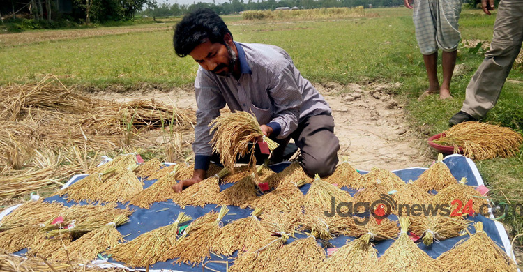 ড. নাজমুলের সবুজ বিপ্লব : বিঘায় ৫৪ মণ ধান