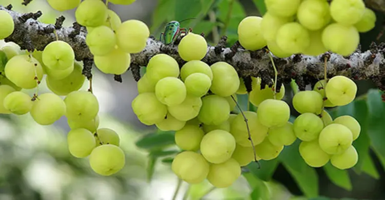 অড়বড়ইয়ের গুণাগুণ