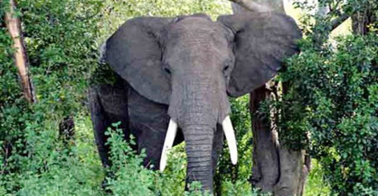 চকরিয়ায় বন্যহাতির আক্রমণে কৃষক নিহত