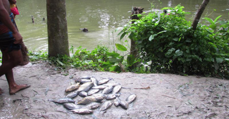 পাট জাগে বাধায় পুকুরে বিষ প্রয়োগ