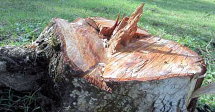 মহাস্থান শীলাদেবীর ঘাটের শতাধিক গাছ কর্তন